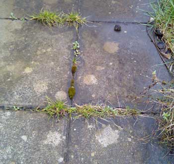 uncleaned slabs on patio